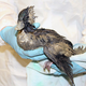 Illustration for article titled What Mystery Goo Is Killing Birds Off San Franciscos Coast?